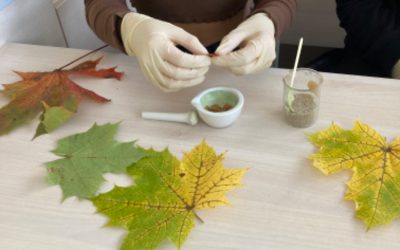 Analýza listových barviv – barevný podzim
