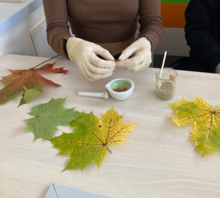 Analýza listových barviv – barevný podzim