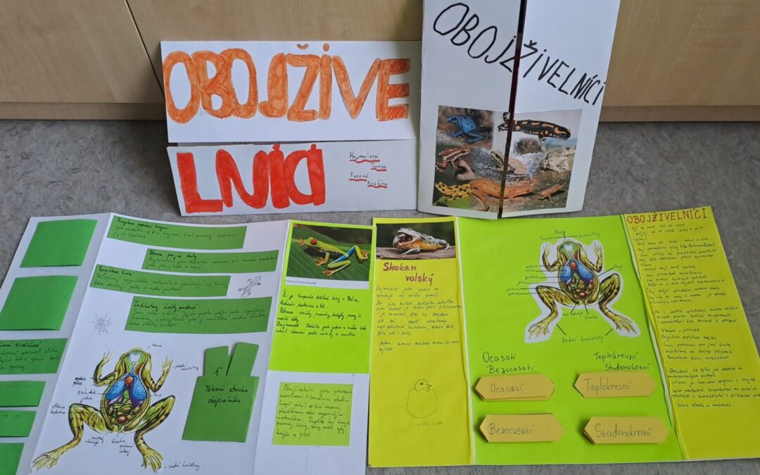 🐸Lapbook🐸